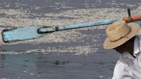 Pescadores recogen peces muertos en la laguna de El  Cajititlan,  en Tlajomulco de Zuñiga, Jalisco.