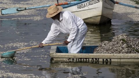 Pescadores recogen peces muertos en la laguna de El Cajititlan, en Tlajomulco de Zuñiga, Jalisco.