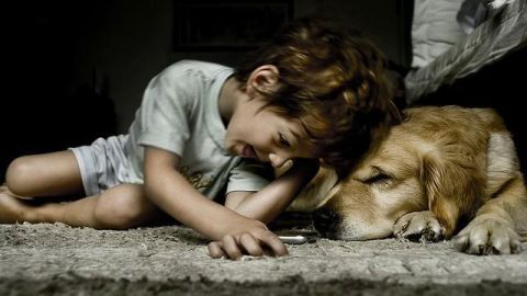 Conoce las características de personalidad del perro que adoptarás antes de hacerlo.