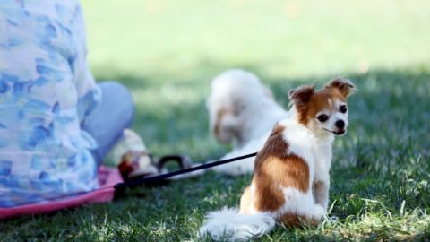 ¿Qué te parecería colocar un corcho en el collar de tu mascota para saber dónde está?