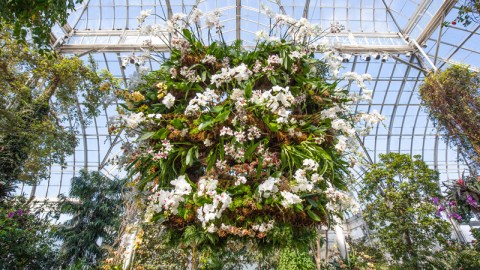 El show de orquideas en El Bronx vale la pena.