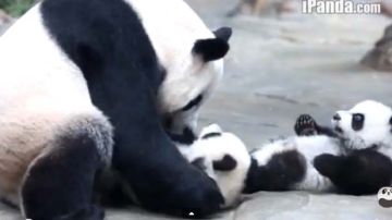 Si una madre panda tiene más de un hijo, elige a uno para criar y abandona a los otros.