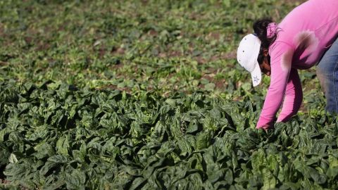 Una inmigrante mexicana trabaja en el corte de espinacas orgánicas, en una empresa de Colorado.