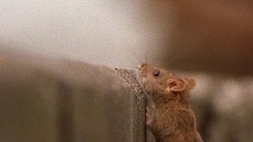 Para evitar que proliferen hay que eliminar sus fuentes de alimentos