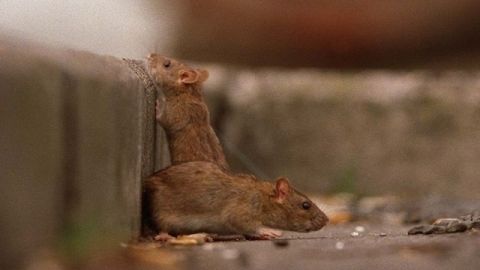 Para evitar que proliferen hay que eliminar sus fuentes de alimentos