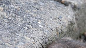 La enfermedad se transmite por la picadura de pulgas que a su vez la adquieren de roedores infectados como ardillas y ratas.