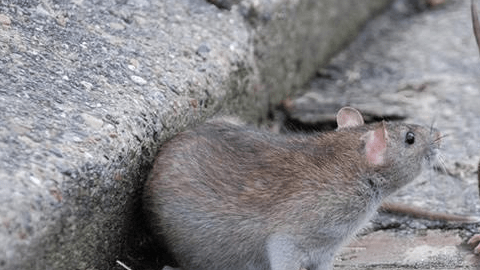 La enfermedad se transmite por la picadura de pulgas que a su vez la adquieren de roedores infectados como ardillas y ratas.