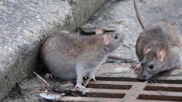 La enfermedad se transmite por la picadura de pulgas que a su vez la adquieren de roedores infectados como ardillas y ratas.