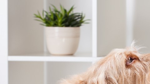 perro veterinario