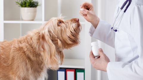 perro veterinario
