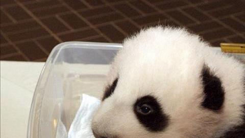 bebe panda