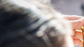 Algunos creen que fue la tela que Dios le dijo a Moisés que colocara en el primer altar.