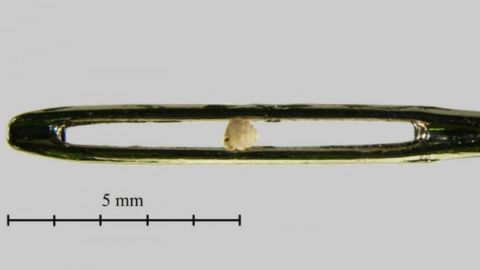150929093128_caracol_624x351_barnapllgergelyynikolettszpisjak.zookeys_nocredit