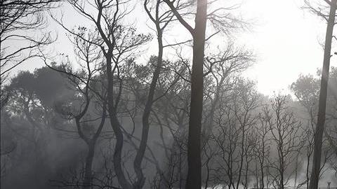 deforestacion