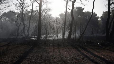 deforestacion