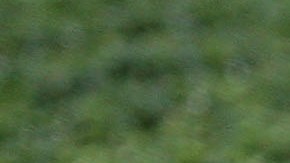 New Zealand Strawberry Season Thrives Ahead Of Christmas Rush