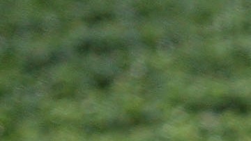 New Zealand Strawberry Season Thrives Ahead Of Christmas Rush