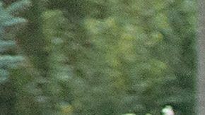 Varios refugiados caminan hacia Austria en Hegyeshalom, a 168 kilómetros de Budapest.