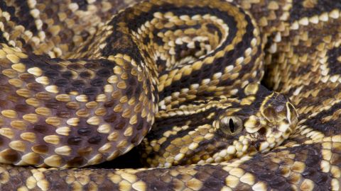 serpiente venenosa