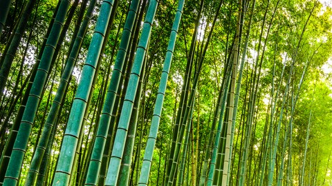 bambu