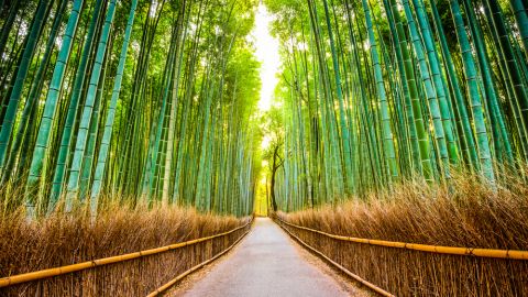 bambu