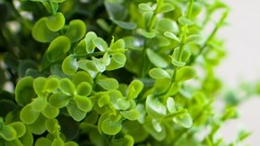 La plataforma cuenta con más de 170 millones de usuarios