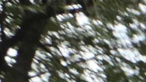 Yohanna Flores.
Brutalidad policial. Director Quentin Tarantino y la mama de Amadou Diallo estuvieron presentes en el rally en Manhattan.
Foto Credito: Mariela Lombard / El Diario.