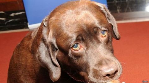 151027104717_eeuu_perro_gatillo_dispara_dueno_pie_624x351_getty