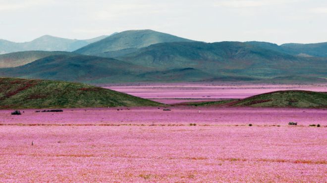 Se trata del mayor florecimiento del desierto de Atacama en los últimos 18 años.