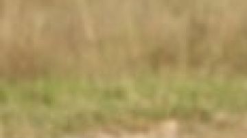 cecil-el-leon-insigne-de_995x560