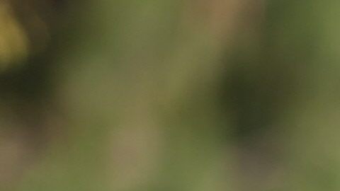 La poeta y narradora Celerina Sánchez hablando, en un congreso de mujeres en Oaxaca, México.