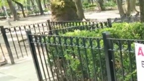 condesa envenenamiento perros