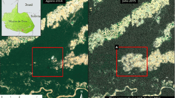 deforestacion amazonia peru