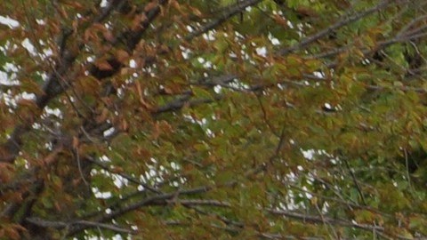 Crown Heights, Brooklyn, NYC.