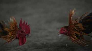 Las peleas de gallos son ilegales en los 50 estados del país.