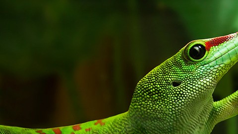 gecko