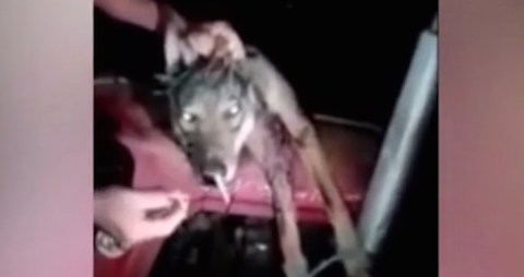Lobo maltratado cigarro macedonia