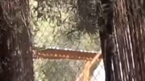 The Wolf Connection junta lobos en riesgo y jóvenes con problemas de adicción.