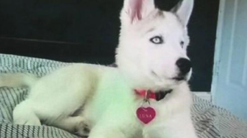 Luna, esta perrita husky siberiana se encuentra desaparecida desde que ladrones entraron a un apartamento de El Bronx y además robaron $1,000 dólares en efectivo y otros objetos de valor.