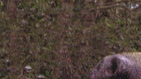 Imagen del mapinguari aparecida en el programa Walking with Beasts de la BBC.