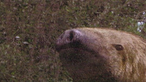 Imagen del mapinguari aparecida en el programa Walking with Beasts de la BBC.