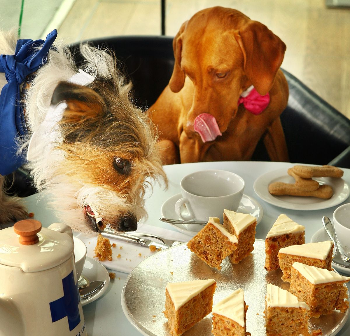 El estatuto permite a propietarios y gerentes de restaurantes y cafés decidir si dejan ingresar a los animales. (Getty Images)