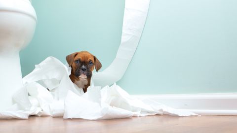 perro travieso