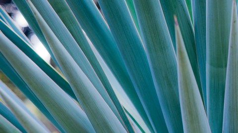 agave