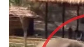 tailandia elefante viral