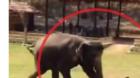 tailandia elefante viral
