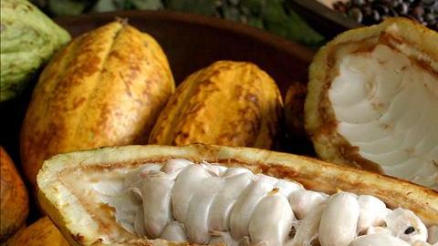 cacao