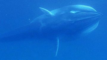 Estas ballenas tienen el lado derecho del cuerpo más claro que el izquierdo.