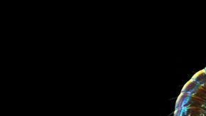 151117103621_caters_creatures