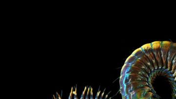 151117103621_caters_creatures